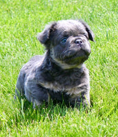 Fluffy French Bulldog