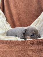 French Bulldog