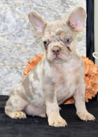 Ernie Male AKC French Bulldog $1350