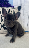 French Bulldog