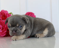 French Bulldog
