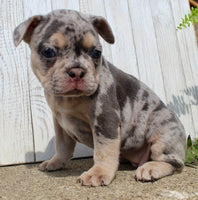 French Bulldog