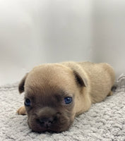 French Bulldog