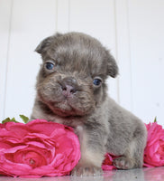 Fluffy French Bulldog