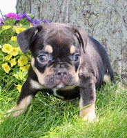 French Bulldog