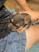 French Bulldog 