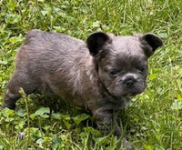 Fluffy French Bulldog