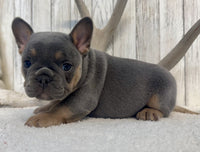 French Bulldog