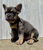 French Bulldog