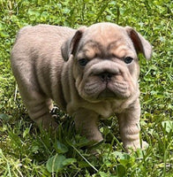 French Bulldog