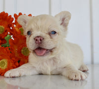 Fluffy French Bulldog