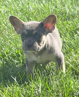 Frankie Male AKC French Bulldog $1450