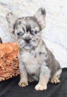 Janet Female AKC Fluffy French Bulldog $1550