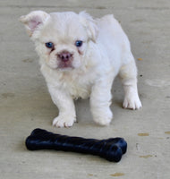 Fluffy French Bulldog