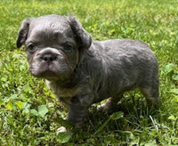 Fluffy French Bulldog