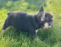 French Bulldog