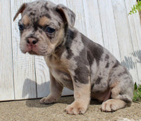 French Bulldog
