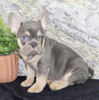 French Bulldog