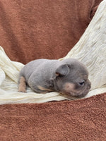 French Bulldog