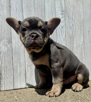 French Bulldog