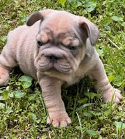 French Bulldog