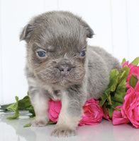 Fluffy French Bulldog