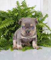  French Bulldog 