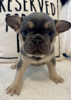 French Bulldog