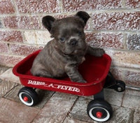 Fluffy French Bulldog