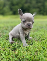 French Bulldog