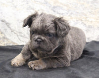 Fluffy French Bulldog