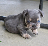  French Bulldog 