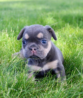 French Bulldog