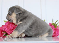 French Bulldog