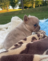 French Bulldog