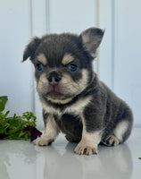 Fluffy French Bulldog