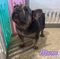 Logan Male AKC French Bulldog $1200