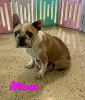 Rover Male AKC French Bulldog $1350