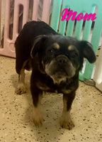 Bella Female AKC Fluffy French Bulldog $1700