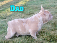 Tonia Female AKC French Bulldog $1400
