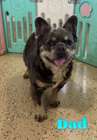 Peggy Female AKC French Bulldog $1400