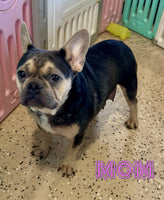 Tonia Female AKC French Bulldog $1400