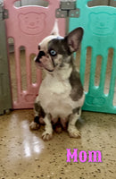 Lena Female AKC French Bulldog $1700