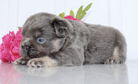Fluffy French Bulldog