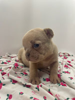 French Bulldog