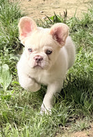 Fluffy French Bulldog