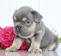 French Bulldog