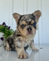 Fluffy French Bulldog