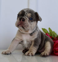 French Bulldog