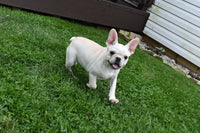 Marie Female French Pug $895